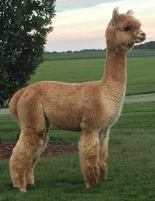 Ritenour Alpacas' Luxury Clothier