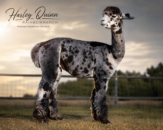 Photo of RainbowRanch's Harley Quinn