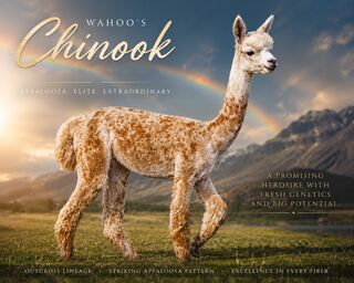 Photo of Wahoo's Chinook