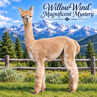 Photo of WillowWind' Magnificent Mystery