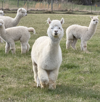 Photo of Alpaca Palace Houdini's Sumthn Else