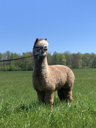 Photo of MME MONTE CRISTO