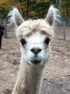 Photo of Abby