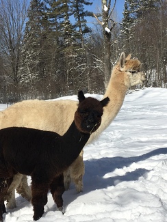 Photo of Marksman's Accoyo Calista