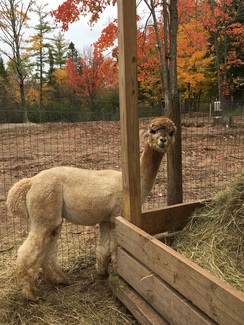 Photo of Mogul