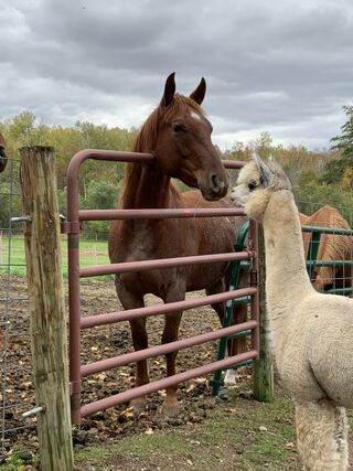 Photo of Heavens Raining Silver (Buddy)