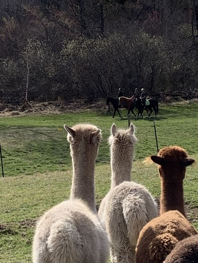 AA Alpaca Farm