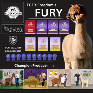 Photo of TGF Freedom's Fury