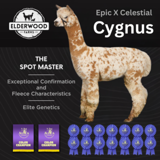 Photo of Epic X Celestial Cygnus