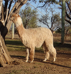 Photo of Derwydd Fancy Pants