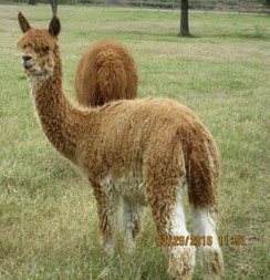 Photo of SHMILY'S Miss Brenda
