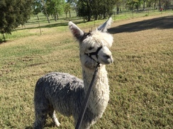 Photo of SHMILY's Silver Kloud