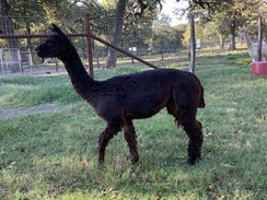 Photo of SHMILY's Black Powder