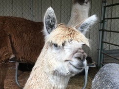 Photo of SHMILY'S Greystone's Samson
