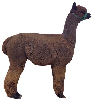 Photo of Plum Creek's Sterling