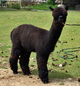 alpaca for sale