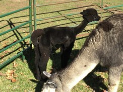 Cria Shearing Service