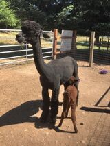 alpaca for sale