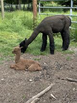 alpaca for sale