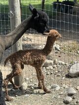 alpaca for sale