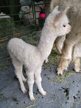 alpaca for sale