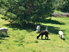 Alpacas grazing at La Vida Alpaca