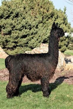 Photo of GLR Bronson