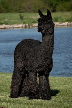 Photo of MMALP Goldstar's Vader