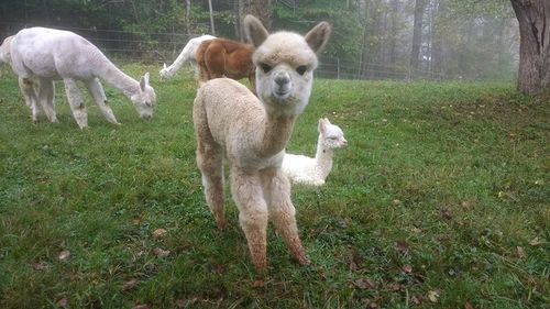 Alpaca East, LLC