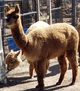 alpaca for sale