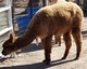 alpaca for sale