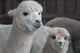 alpaca for sale