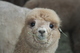 alpaca for sale