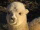 alpaca for sale