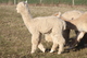 alpaca for sale
