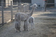 alpaca for sale