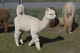 alpaca for sale