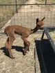alpaca for sale