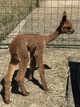 alpaca for sale