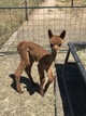 alpaca for sale
