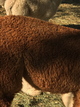 alpaca for sale