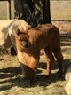 alpaca for sale