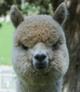 alpaca for sale