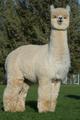 alpaca for sale