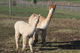 alpaca for sale