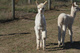 alpaca for sale