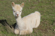 alpaca for sale