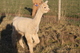 alpaca for sale