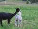 alpaca for sale