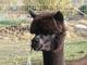 alpaca for sale